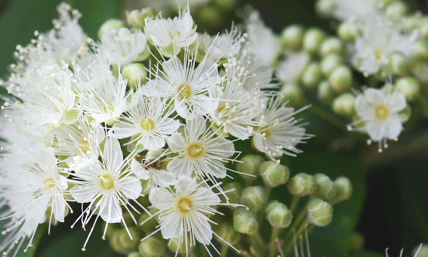 Myrthen Blüte und Strauch.