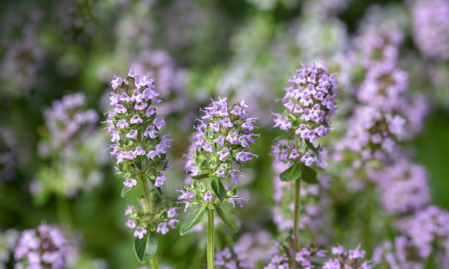 Tymian Strauch und Blüte.