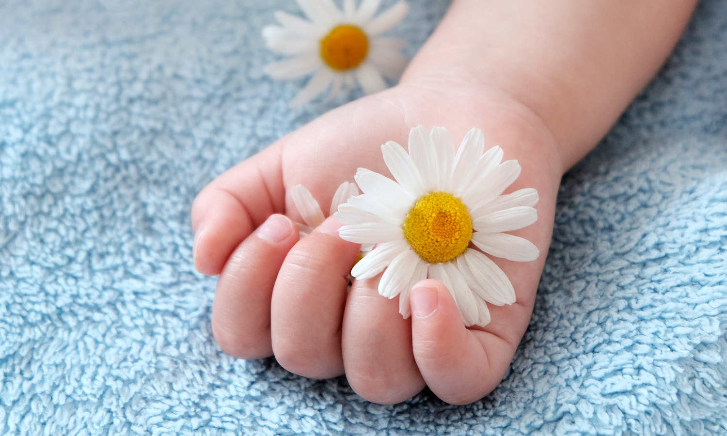 Babyhand hat Gänseblümchen in der Hand