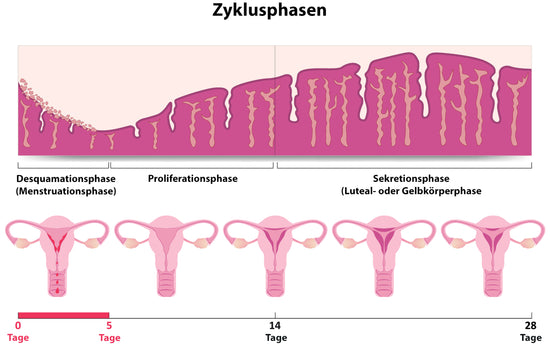 Zyklusphasen der Menstruation